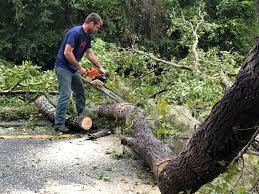  Oxford, MI Tree Removal Services Pros