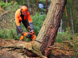 Best Stump Grinding and Removal  in Oxford, MI