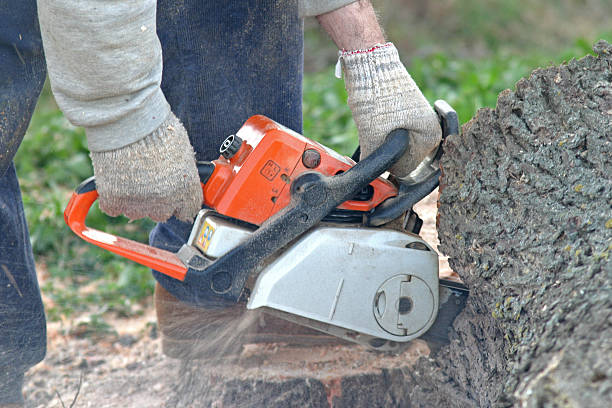 How Our Tree Care Process Works  in  Oxford, MI